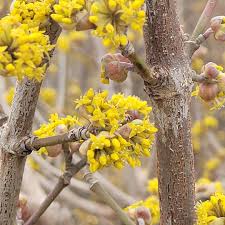 Attēlu rezultāti vaicājumam “Cornus mas flower”