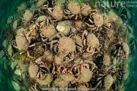 Image result for Maja brachydactyla