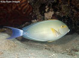 Image result for Acanthurus xanthopterus