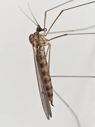 Attēlu rezultāti vaicājumam “Trichocera”