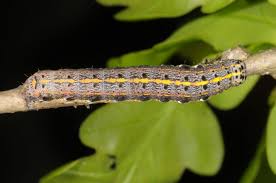 Attēlu rezultāti vaicājumam “Orthosia sp.”