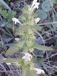 Attēlu rezultāti vaicājumam “Galeopsis tetrahit leaf”