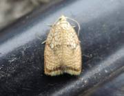 Attēlu rezultāti vaicājumam “Acleris forsskaleana”