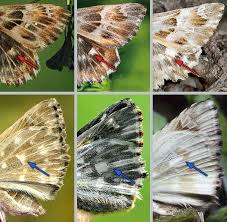 Attēlu rezultāti vaicājumam “Carcharodus floccifera”