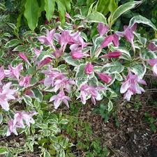 Attēlu rezultāti vaicājumam “Weigela praecox”