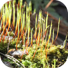 Attēlu rezultāti vaicājumam “Plagiomnium cuspidatum sporophyte”