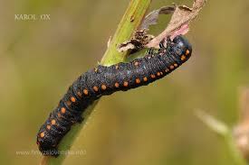 Attēlu rezultāti vaicājumam “Cucullia lucifuga larva”