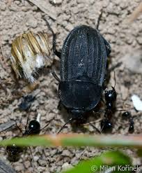 Attēlu rezultāti vaicājumam “Silpha obscura”