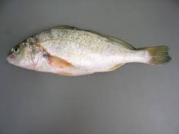 Image result for Micropogonias undulatus