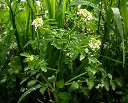 Image result for Brunnenkresse