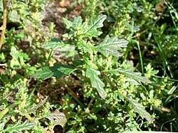 Attēlu rezultāti vaicājumam “Badhamia panicea sessile”