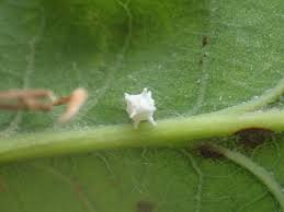 Attēlu rezultāti vaicājumam “Phyllobrotica quadrimaculata”