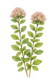 Attēlu rezultāti vaicājumam “Origanum majorana flower”