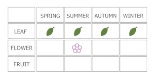Attēlu rezultāti vaicājumam “Thymus pulegioides fruit”