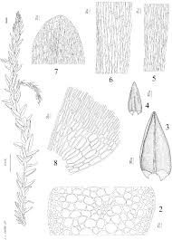 Attēlu rezultāti vaicājumam “Straminergon stramineum”