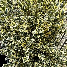 Attēlu rezultāti vaicājumam “Buxus sempervirens”