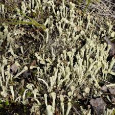 Attēlu rezultāti vaicājumam “Cladonia deformis”