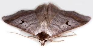 Attēlu rezultāti vaicājumam “Lygephila viciae”