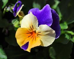 Image result for Viola x wittrockiana `Hiemalis`