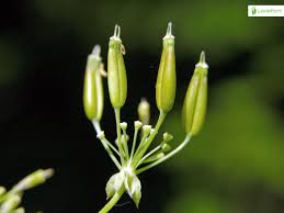 Attēlu rezultāti vaicājumam “Anthriscus sylvestris fruit”