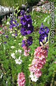 Image result for Delphinium consolida