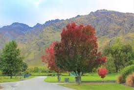 Attēlu rezultāti vaicājumam “Fraxinus excelsior Pendula female flower”