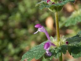 Attēlu rezultāti vaicājumam “Lamium amplexicaule”