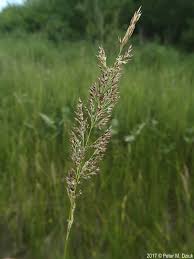 Attēlu rezultāti vaicājumam “Calamagrostis stricta”