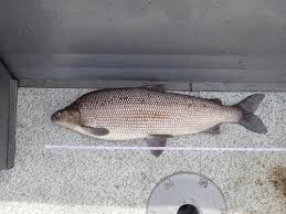 Image result for Coregonus oxyrinchus