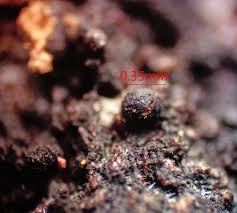 Attēlu rezultāti vaicājumam “Trichia longipalpis”