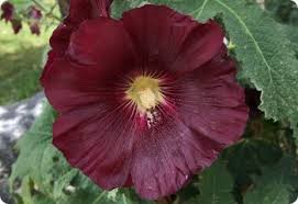 Image result for Alcea rosea nigra