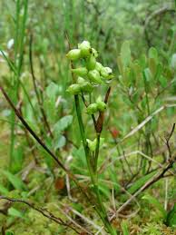 Attēlu rezultāti vaicājumam “Scheuchzeriaceae”