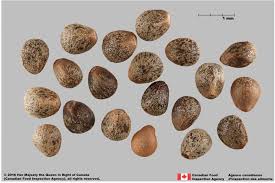 Attēlu rezultāti vaicājumam “Galeopsis tetrahit leaf”