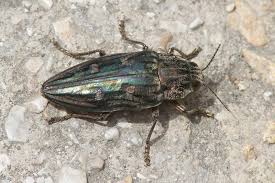 Attēlu rezultāti vaicājumam “Chalcophora mariana”