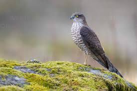 Attēlu rezultāti vaicājumam “Accipiter nisus female”