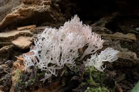 Attēlu rezultāti vaicājumam “Lentaria”