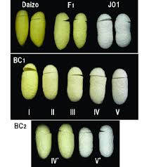 Attēlu rezultāti vaicājumam “cocoon”