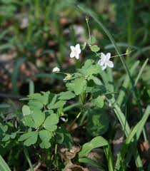 Attēlu rezultāti vaicājumam “Isopyrum thalictroides flower”