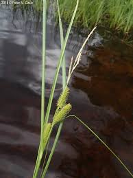 Attēlu rezultāti vaicājumam “Carex rostrata”