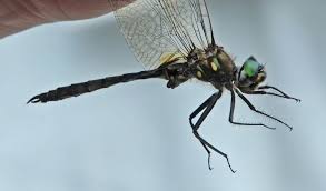 Attēlu rezultāti vaicājumam “Cordulidae”