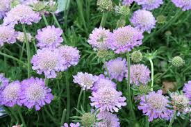 Image result for Scabiosa columbaria