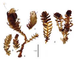 Attēlu rezultāti vaicājumam “Antitrichia curtipendula sporophyte”