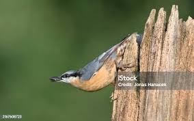 Attēlu rezultāti vaicājumam “Sitta europaea male”