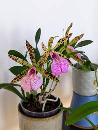 Attēlu rezultāti vaicājumam “Hippodamia notata”