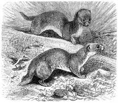 Attēlu rezultāti vaicājumam “Mustela nivalis”