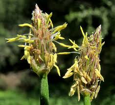 Attēlu rezultāti vaicājumam “Eleocharis uniglumis flower”