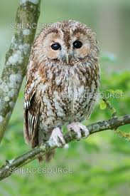 Image result for Strix aluco