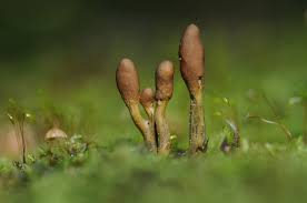 Attēlu rezultāti vaicājumam “Cordyceps ophioglossoides”