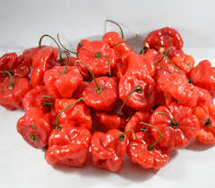 Afbeeldingsresultaat voor aji dulce sweet pepper