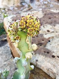 Attēlu rezultāti vaicājumam “Diderma ochraceum sessile”